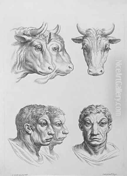 Similarities Between the Head of an Ox and a Man Oil Painting by Charles Le Brun