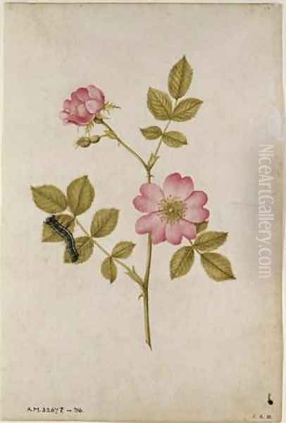 Rosa Canina Dogrose and Caterpillar Oil Painting by Jacques (de Morgues) Le Moyne