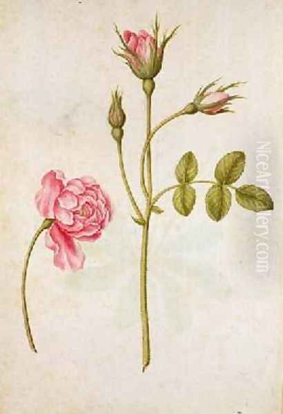 Pink Rose Oil Painting by Jacques (de Morgues) Le Moyne