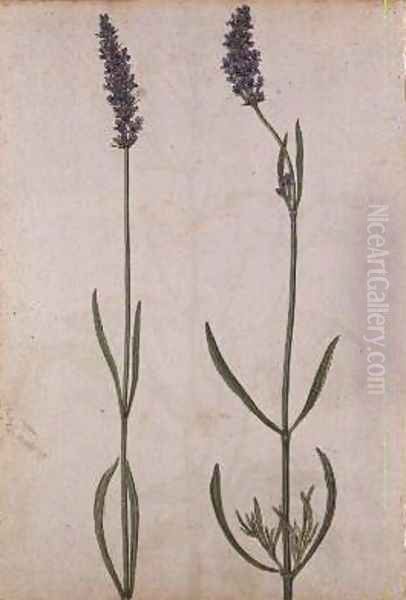 Lavandula officinalis Old English Lavender Oil Painting by Jacques (de Morgues) Le Moyne