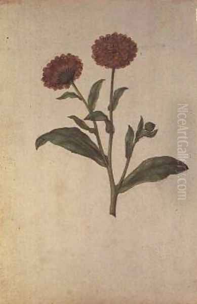 Calendula officinalis Oil Painting by Jacques (de Morgues) Le Moyne