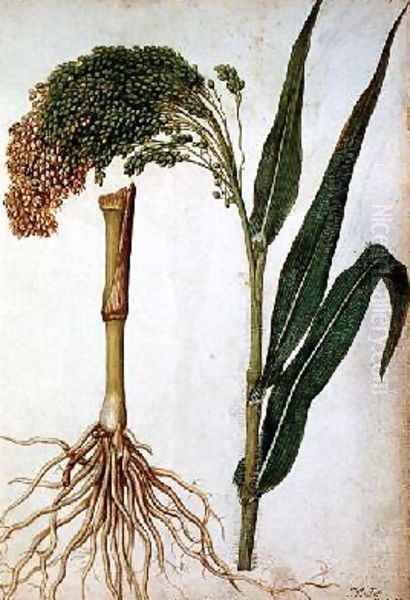 Setaria italica Oil Painting by Jacques (de Morgues) Le Moyne