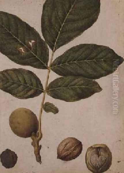 Walnut Oil Painting by Jacques (de Morgues) Le Moyne