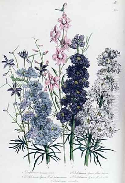 Delphiniums plate 3 from The Ladies Flower Garden Oil Painting by Jane Loudon