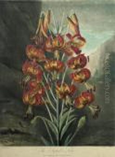 The Superb Lily Oil Painting by Richard Earlom