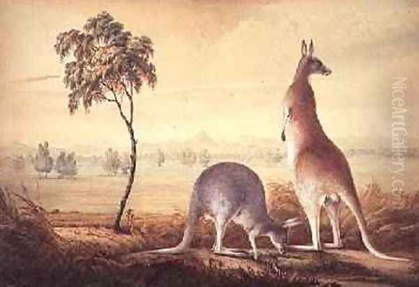 Two kangaroos in a landscape Oil Painting by John William Lewin