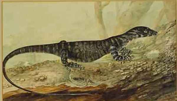 The variegated lizard of New South Wales 1807 Oil Painting by John William Lewin