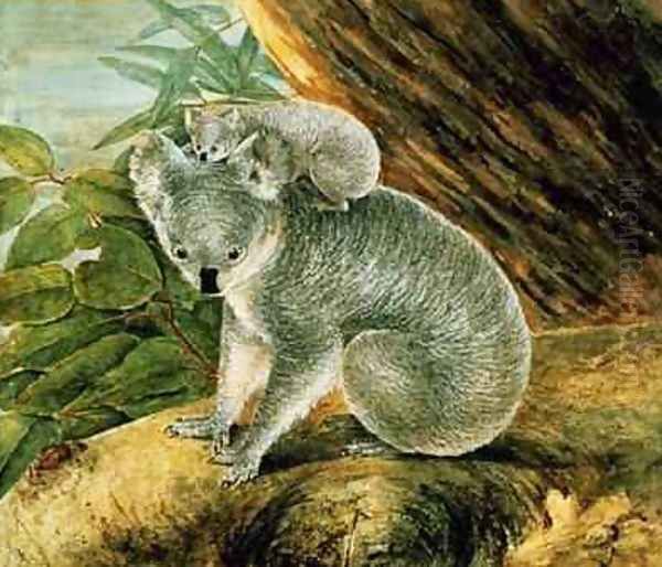 Koala and Young Oil Painting by John William Lewin