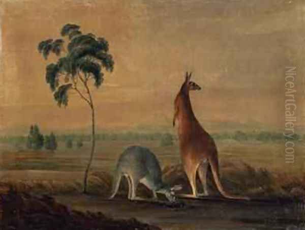 Kangaroos in a landscape Oil Painting by John William Lewin