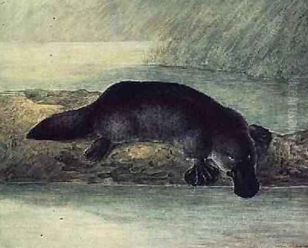 Duck-billed platypus ornithorynchus paradoxus Oil Painting by John William Lewin