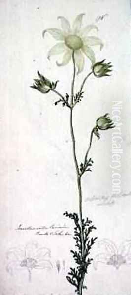 Flannel flower actinotus helianthe labill 1803-08 Oil Painting by John William Lewin