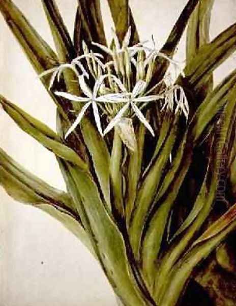 The Murray Lily cirinum pedunculatum Oil Painting by John William Lewin