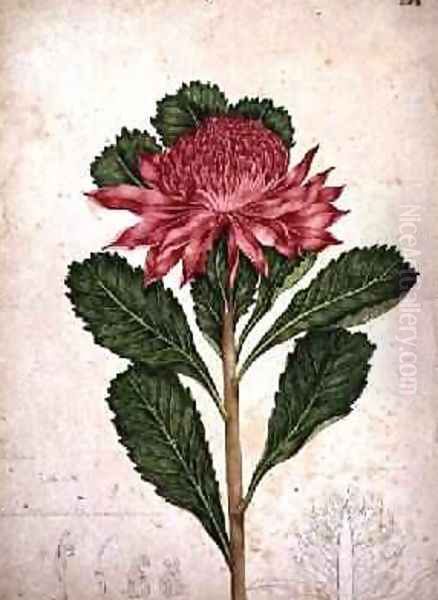 Waratah telopea speciosissima 1803-08 Oil Painting by John William Lewin