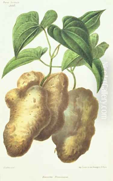 Dioscorea decaisneana Yam Oil Painting by Lefebvre or Lefevre, Adolphe