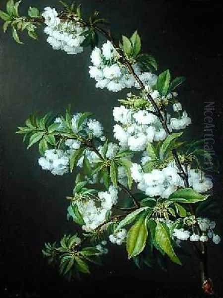 A Sprig of White Blossom Oil Painting by Francisco Lacoma