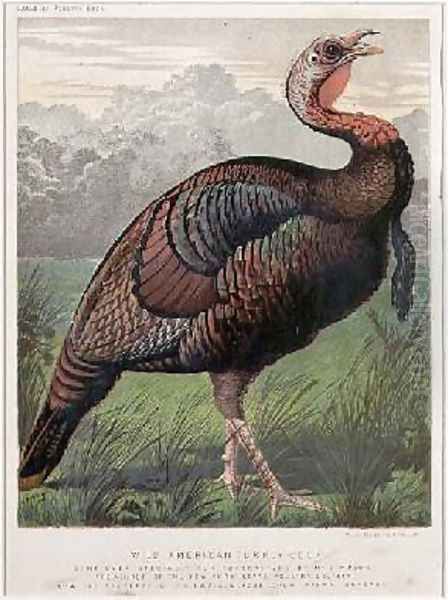 The Wild American Turkey Cock Oil Painting by Ludlow