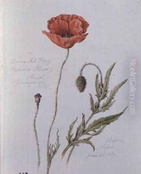 Common Red Poppy Oil Painting by William James Linton