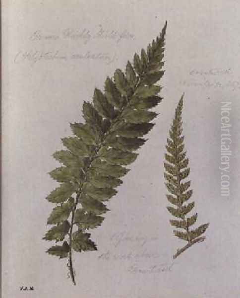 Common Prickly Shield fern Oil Painting by William James Linton