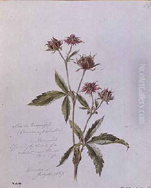 Marsh Cinquefoil Oil Painting by William James Linton