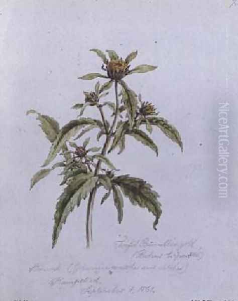 Trifid Burr-Marigold Oil Painting by William James Linton