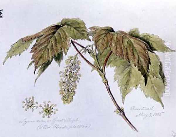 Sycamore or Great Maple Oil Painting by William James Linton