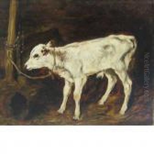 Study Of A Calf Oil Painting by John Emms