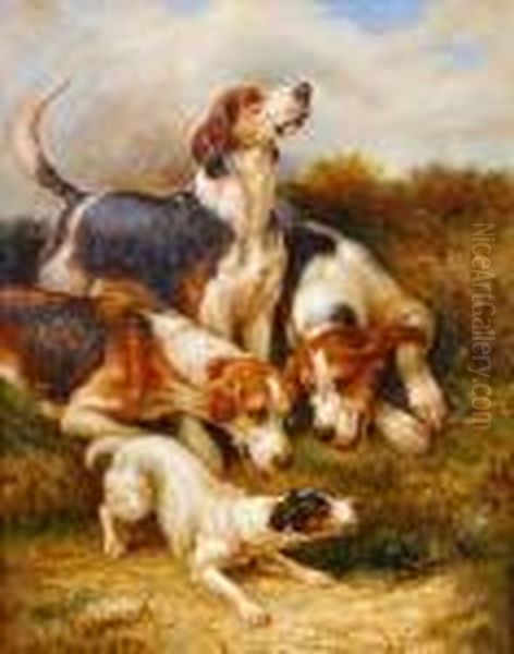 Fox Hounds And Jack Russell 'at The Earth' Oil Painting by John Emms