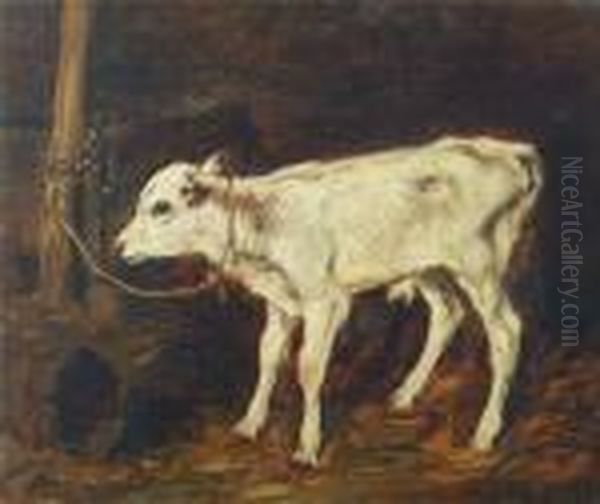 Calf Tethered To Stake Oil Painting by John Emms