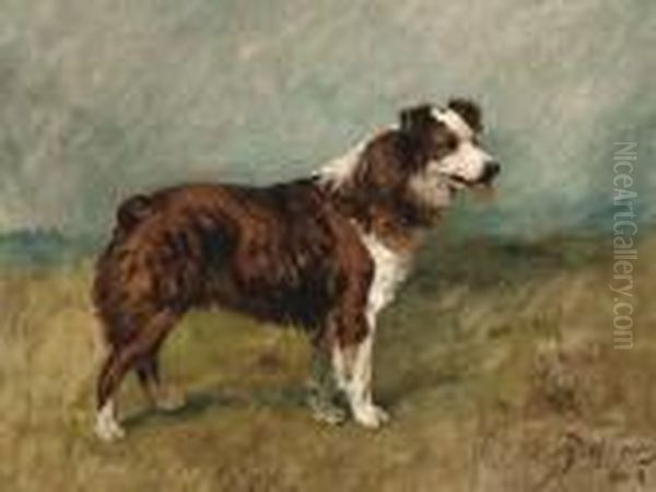 Bill, A Collie Oil Painting by John Emms