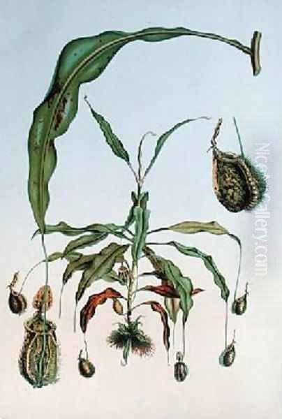 Nepenthes Hookeriana Oil Painting by Lambotte, P.