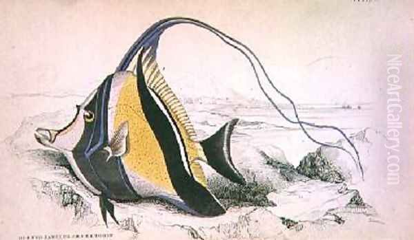 Plate 9 Horned Zanchus or Chaetodon Oil Painting by William Home Lizars