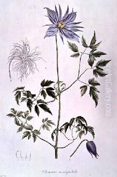 Clematis macropetala Oil Painting by C. F. Ledebour