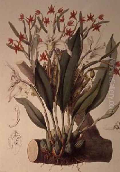 Orchid Diothonca imbricata and Maxillaria eburnea from SertumOrchidaceum 1838 Oil Painting by John Lindley