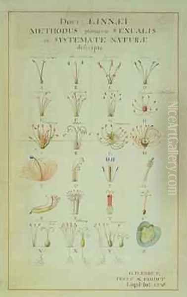 Illustration of the Linnean Plant Sexual System Oil Painting by Carl Linnaeus