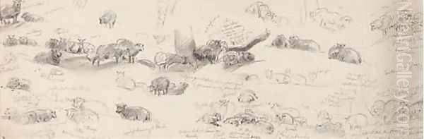 Studies of sheep Oil Painting by Sir Edwin Henry Landseer