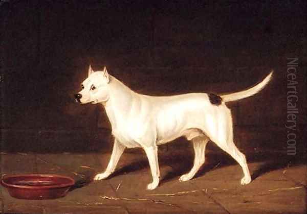 A Bull Terrier in an Interior Oil Painting by Edwin Loder