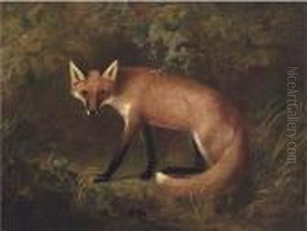 A Fox In Shrubbery Oil Painting by John Snr Ferneley