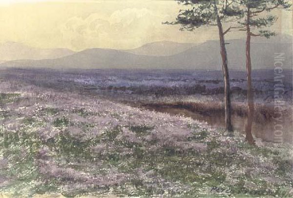 A Field Of Heather With The Twelve Pins Of Connemara In The Distance Oil Painting by William Percy French