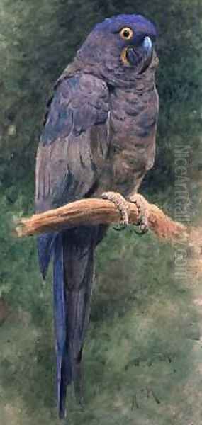 Hyacinth Macaw Oil Painting by Henry Stacy Marks