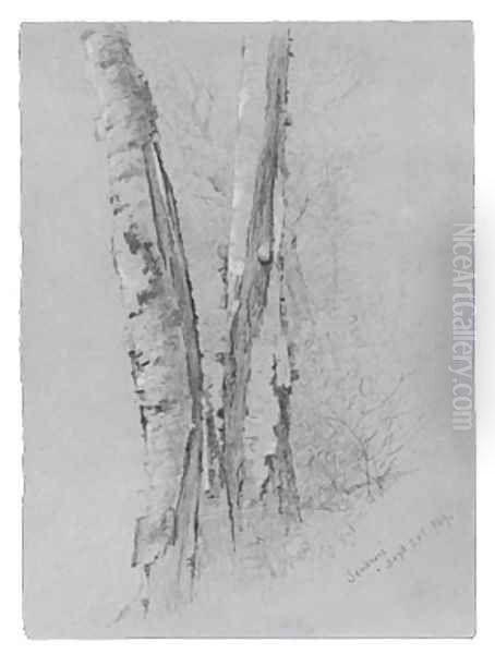 Study of Birch Trunks (Scribners') Oil Painting by Jervis McEntee