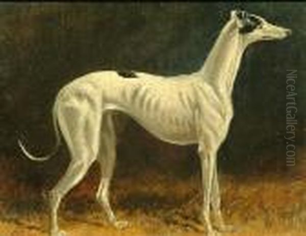 Portrait Of A Black And White Whippet; Portrait Of A Brown And White Whippet Oil Painting by Colin Graeme Roe