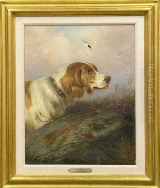 'beauty', A Setter Oil Painting by Colin Graeme Roe