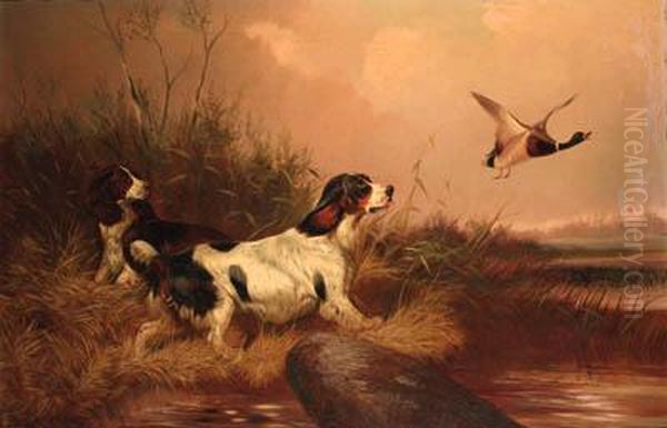 Spaniels Flushing Out A Mallard Oil Painting by Colin Graeme Roe