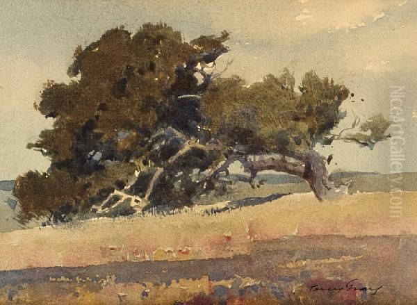 California Oak Oil Painting by Percy Gray