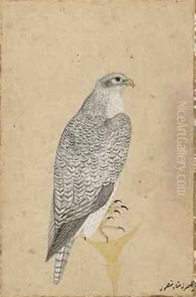 Portrait of a Falcon from Northern India 1619 Oil Painting by (Ustad Mansur) Mansur