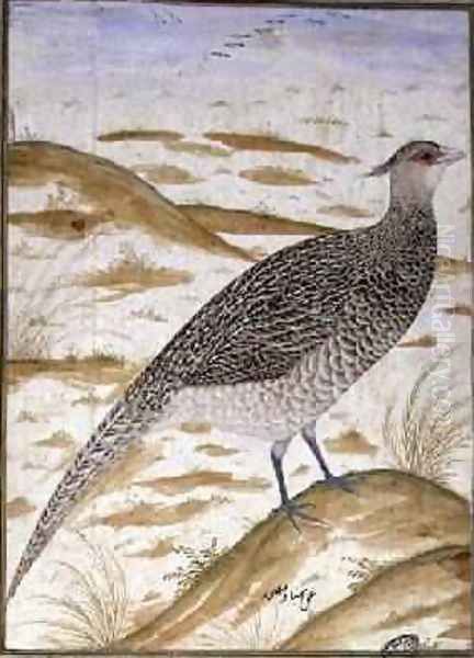 Himalayan cheer pheasant Oil Painting by (Ustad Mansur) Mansur