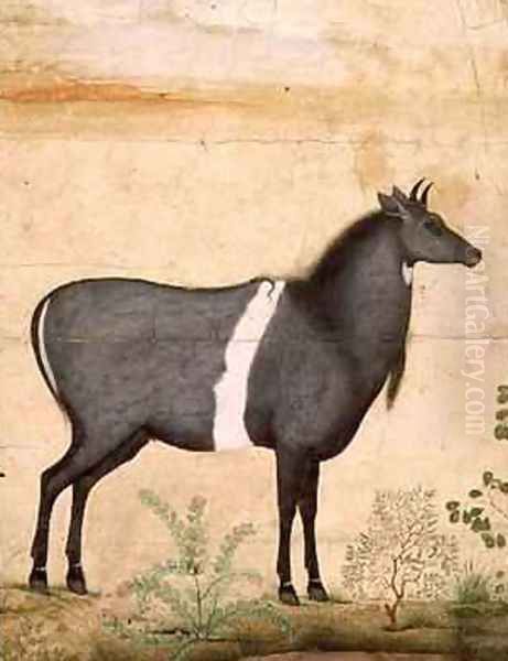 Nilgai blue cow Mughal School by (Ustad Mansur) Mansur