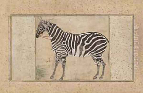 Zebra from Northern India Oil Painting by (Ustad Mansur) Mansur