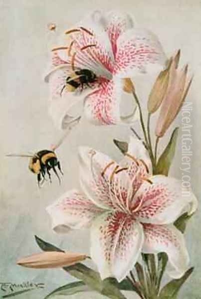 Bees and Lilies illustration from Stories of Insect Life Oil Painting by Louis Fairfax Muckley