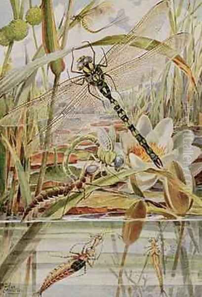 Dragonfly and Mayfly illustration from Stories of Insect Life Oil Painting by Louis Fairfax Muckley